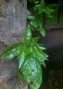 আদি কবি 